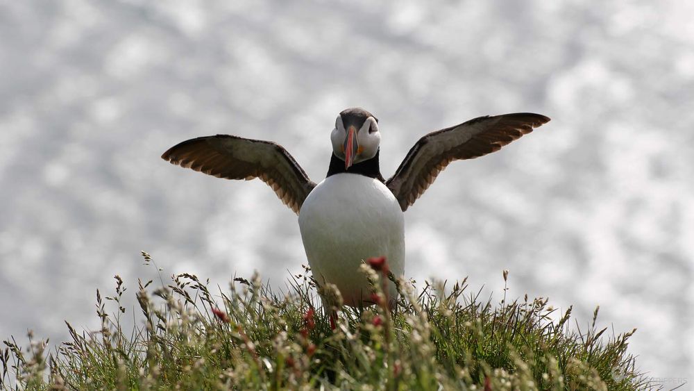 Une fois les ailes déployées, le macareux a une envergure bien plus grande!