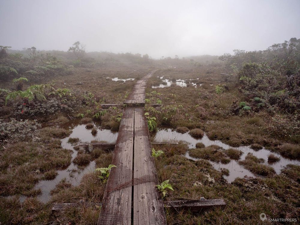 Marécage au coeur de Kauai, sur le Alakai Swamp Trail.