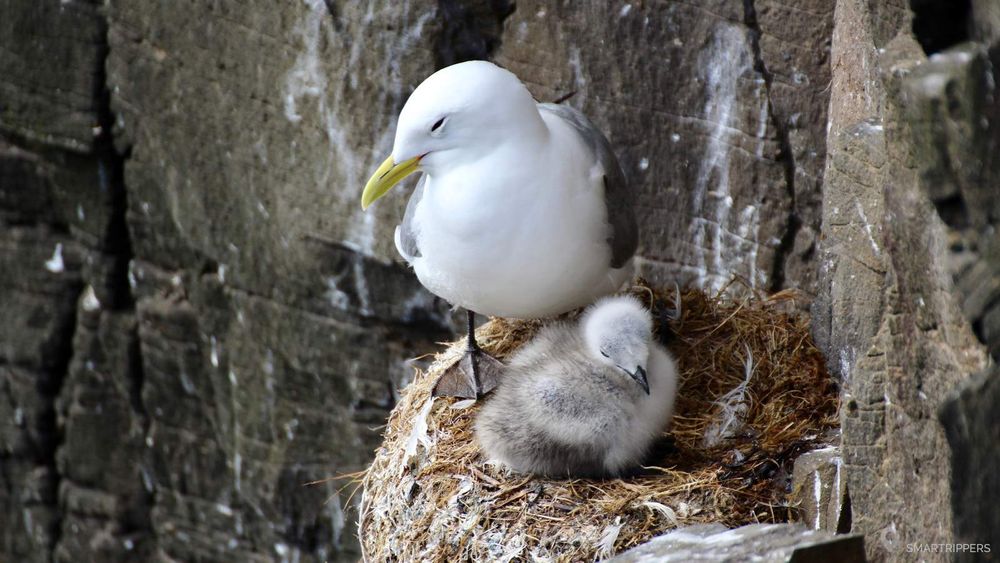 Une mouette tridactyle et son petit.
