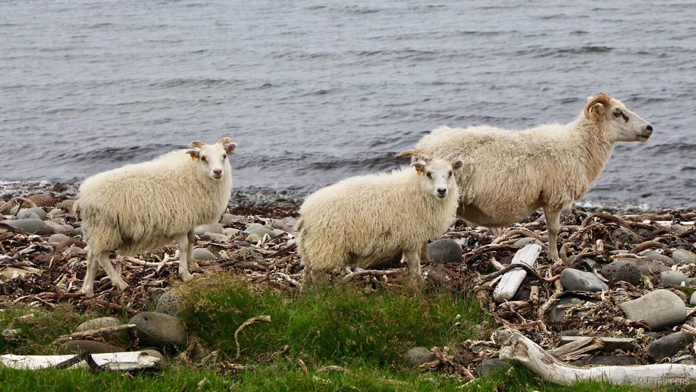 3 moutons!