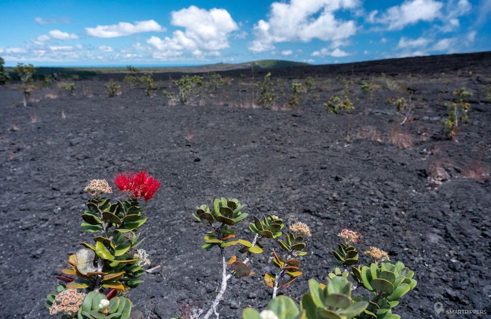 Un plan de ‘Ōhi‘a au bord du sentier.