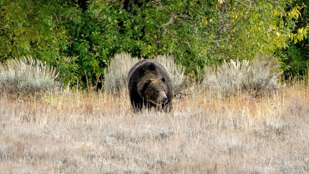 Un ours croisé au bord de la route à la sortie de Grand Teton.