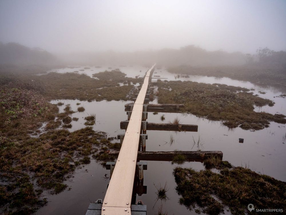 Passerelle au dessus des marécages du Alakai Swamp Trail, près du mont Wai’ale’ale à Kauai.