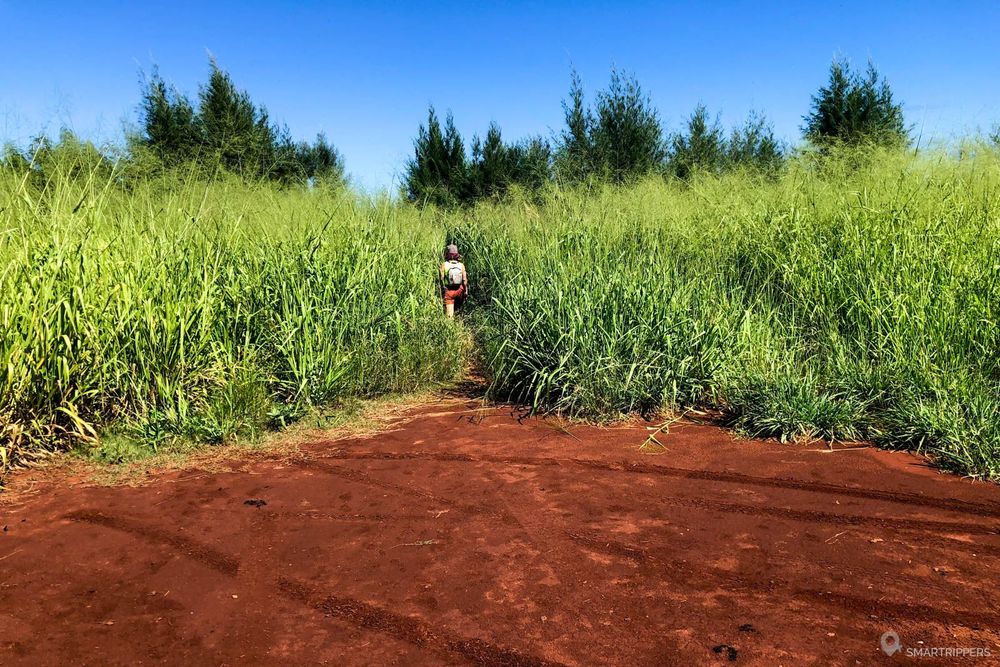Le début du sentier qui pénètre dans la végétation.