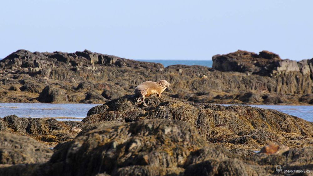 Le phoque se détache à peine des rochers.