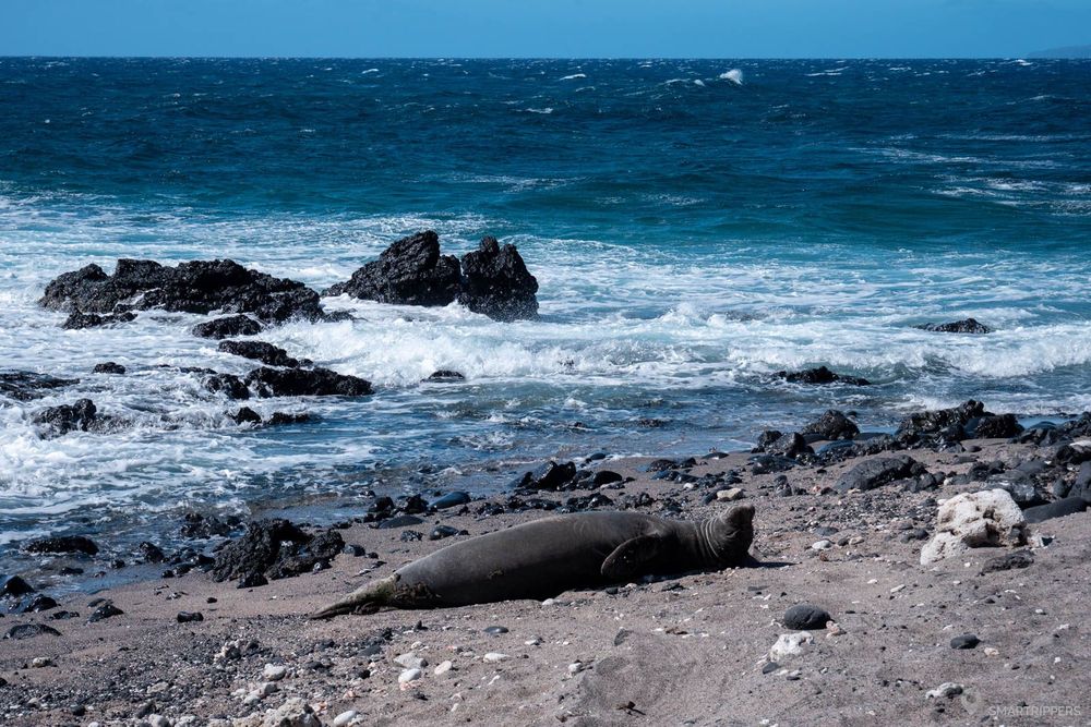 Un phoque moine sur la plage.