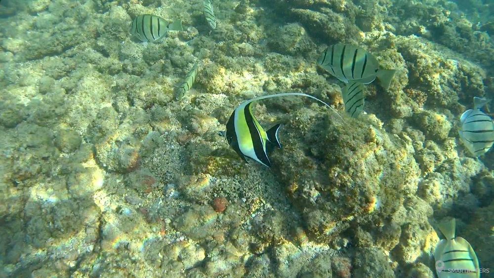 Ici un poisson cocher.