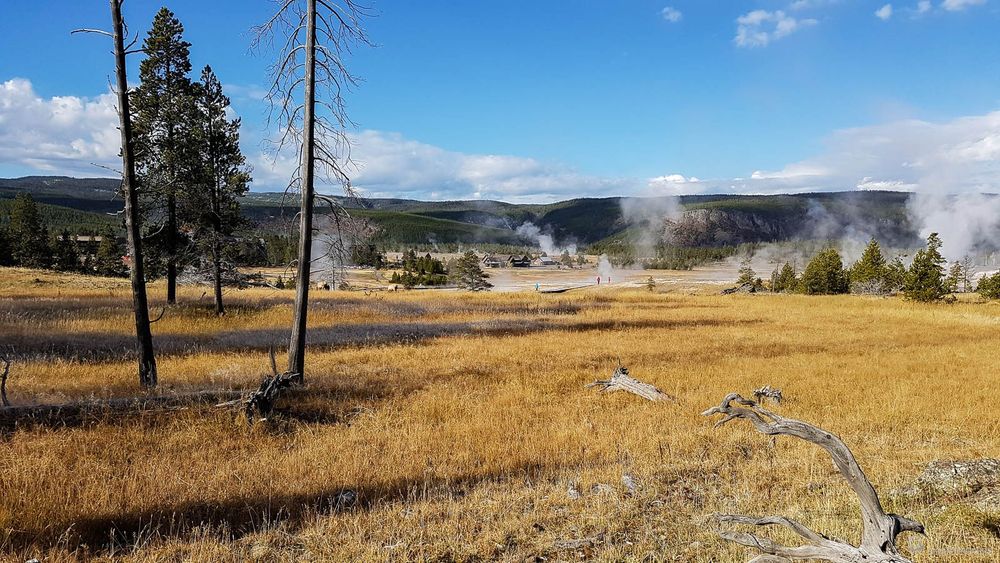 Prairie au début du sentier avec quelques bisons dans le fond, non loin de Geyser Hill.