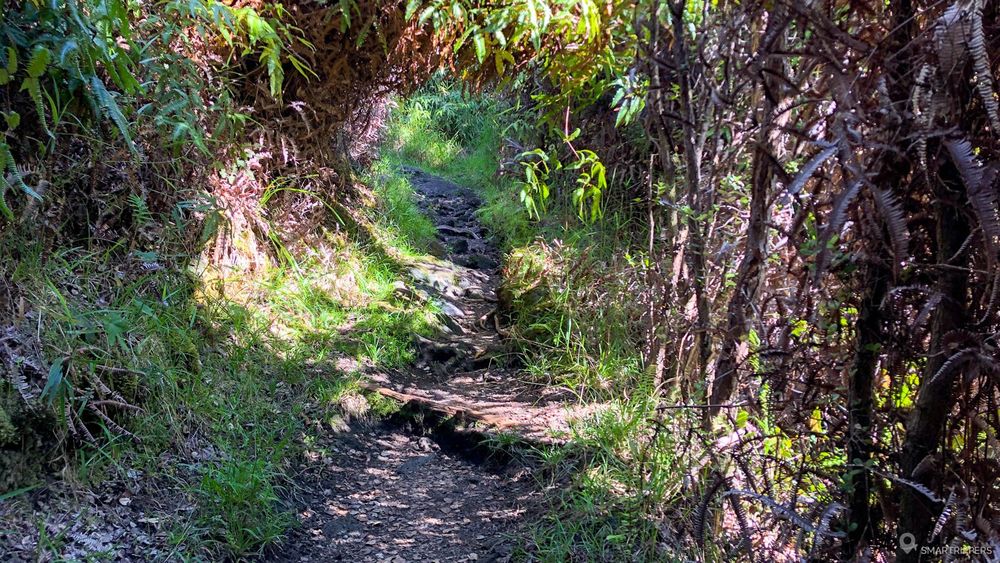 Sentier boisé vers le Pu'u Huluhulu.