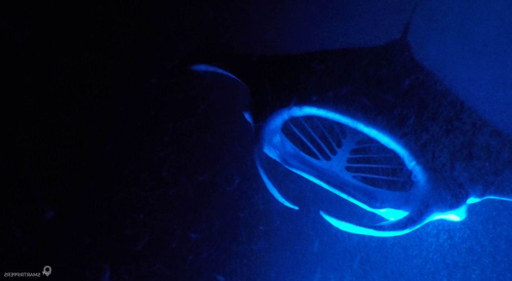 Raies Manta vues depuis la surface à la tombée de la nuit.