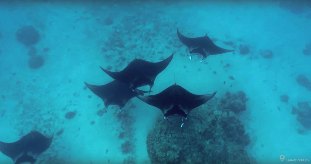 Les raies Manta vues en snorkeling depuis la surface du lagon.