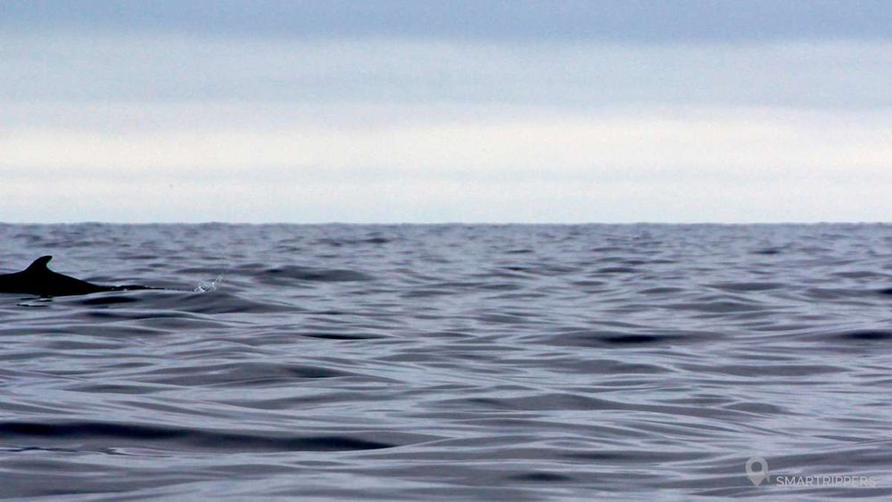 La seule photo que nous avons ramenée de la croisière. La photo d'en-tête ayant été prise depuis la côte au parc du Forillon