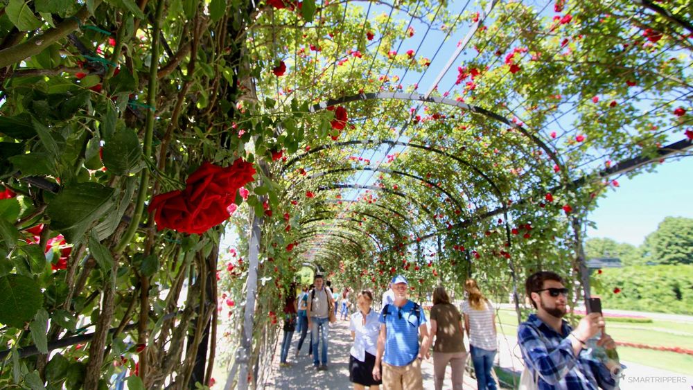 Tunnel de roses dans le jardin du château de Schönbrunn.
