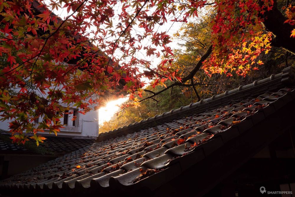 Coucher de soleil et Momiji.