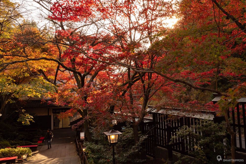 Couleurs d'automne.