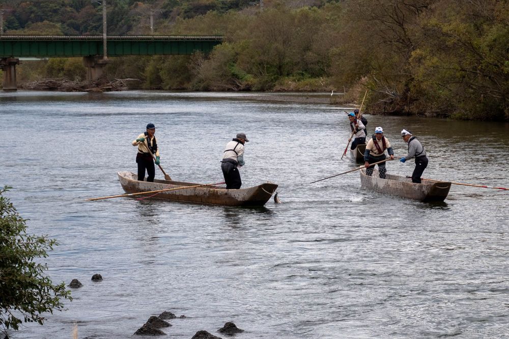 Les pêcheurs récupèrent les saumons dans leurs filets.