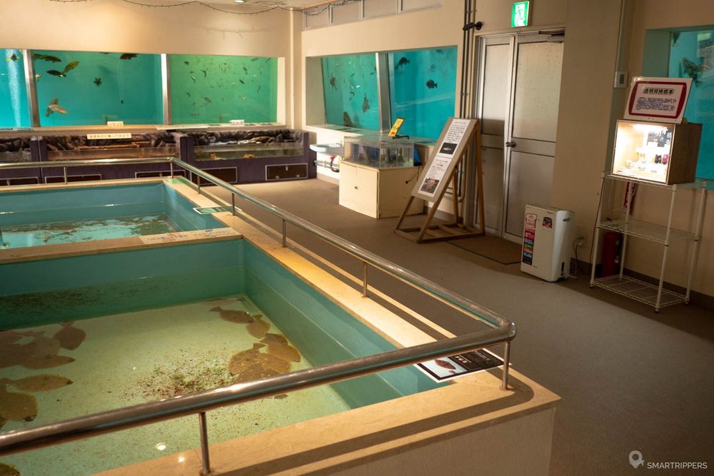 Vue générale du petit aquarium.