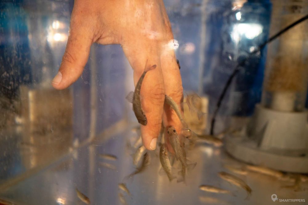 Les petits poissons mangeurs de peau.