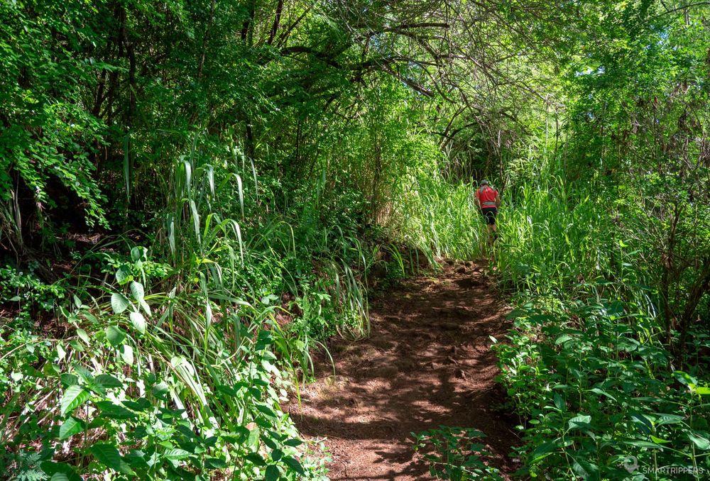 Le début du trail en sous-bois.
