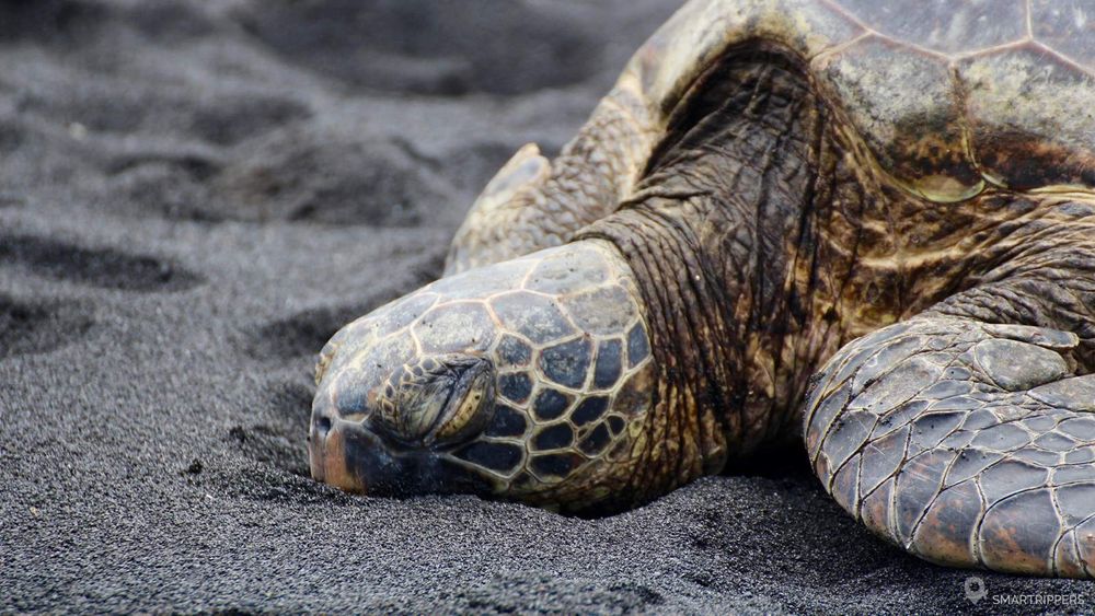 Tortue de mer sur le sable à Big Island