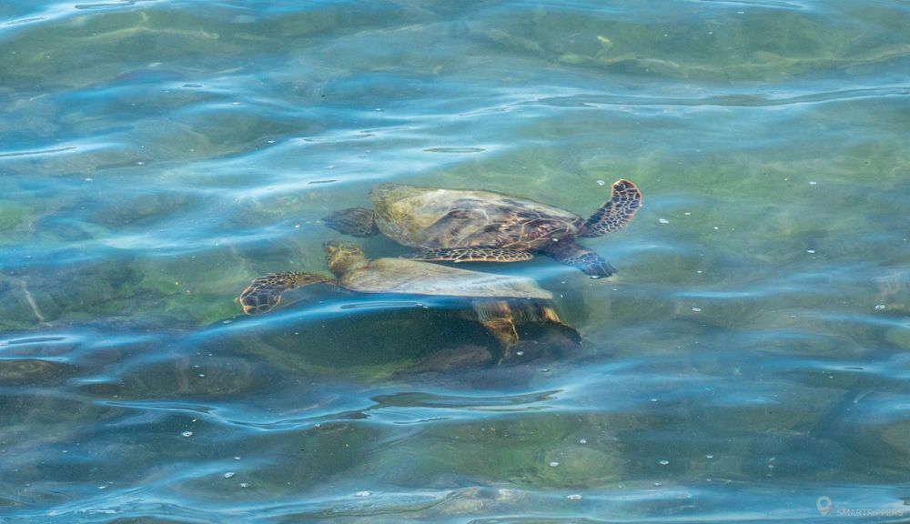 Couple de tortues à quelques mètres du bord de l'eau.