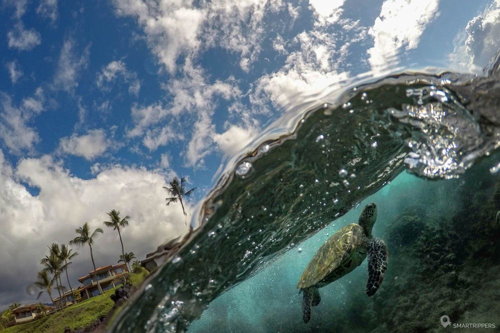 Une tortue sous une vague à Maui.