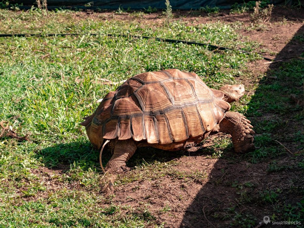 Une grosse tortue terrestre dans son enclos de protection.