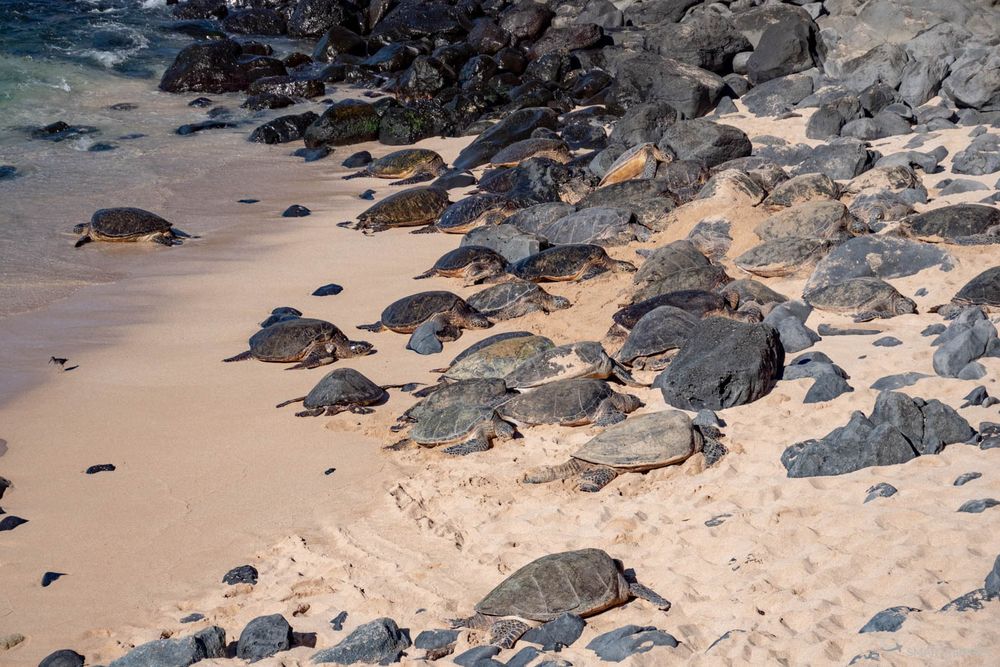 Une trentaine de tortues sur la plage!