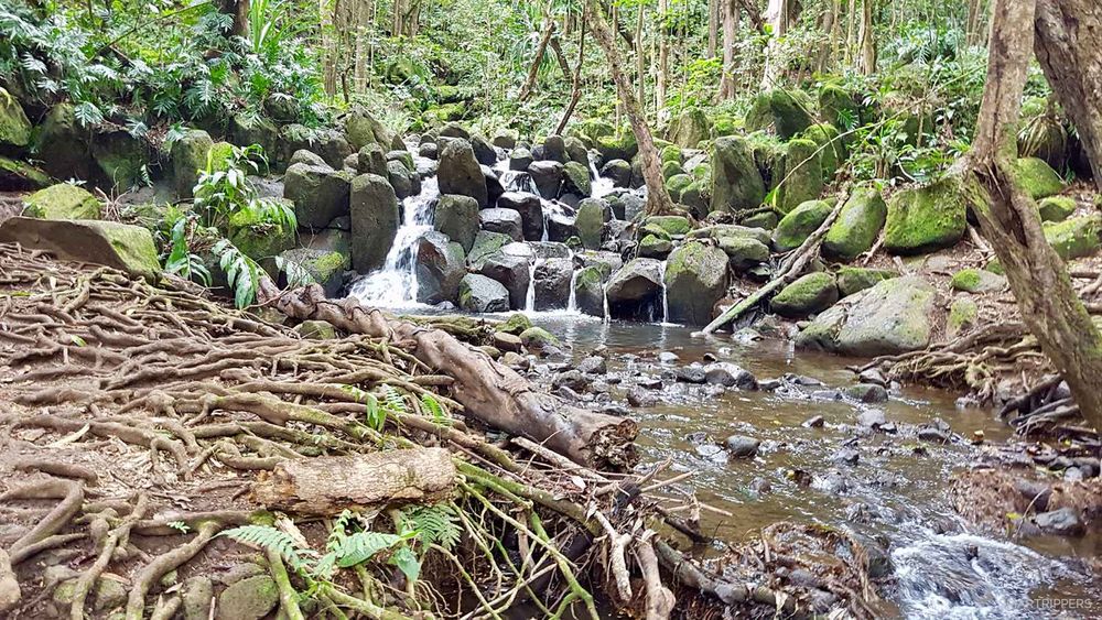 Racines sur le chemin près de King's bath.