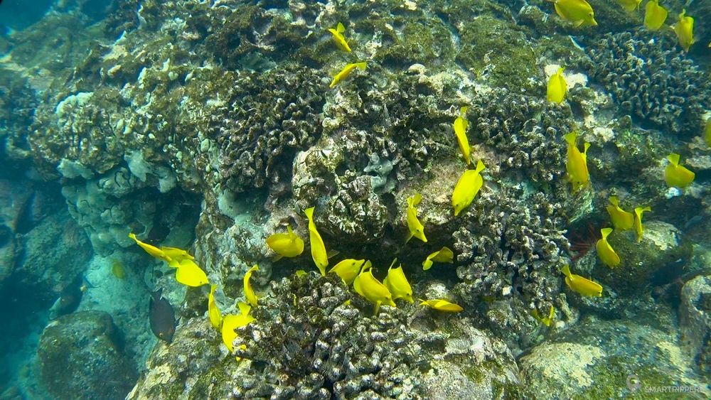 Myriades de petits poissons jaunes visibles à Two Steps beach.