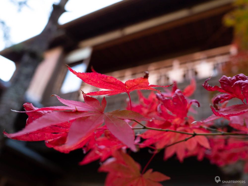 Momiji devant la Saitou Villa