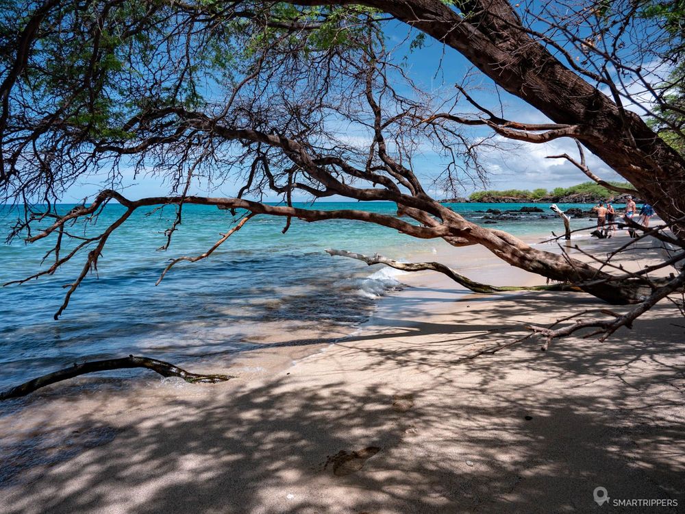 Les arbres tortueux au bord de la plage.