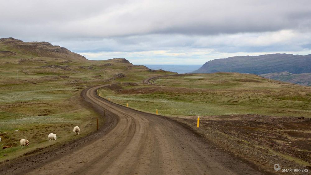 Sur la route 60, seuls avec quelques moutons.